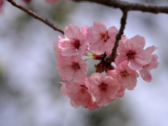 陽光桜３