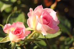 神代植物公園にて４