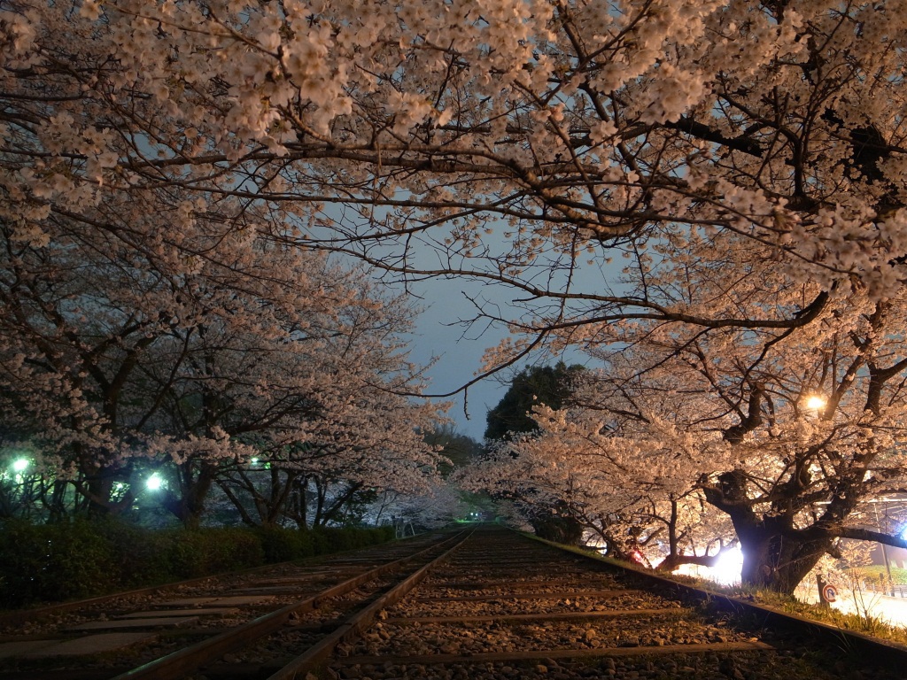 桜鉄道