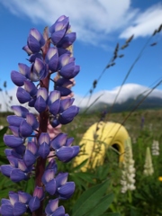 花花