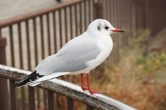 白い鳥