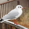 白い鳥