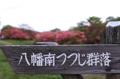 那須・八幡ツツジ群落