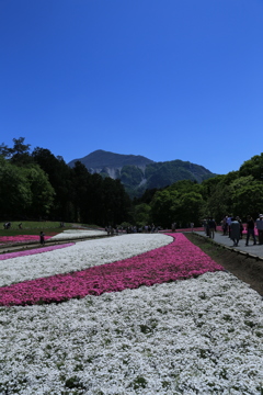 秩父芝桜