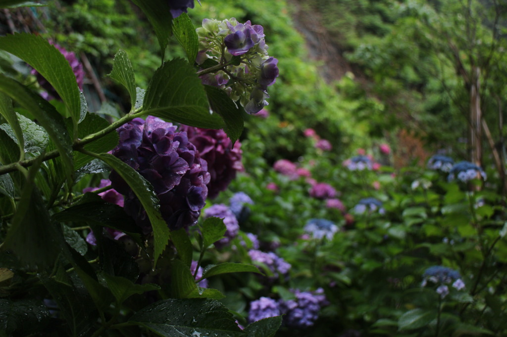北鎌倉の紫陽花