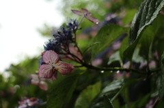 北鎌倉の紫陽花