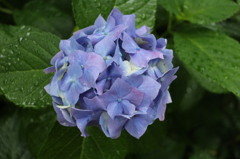 北鎌倉の紫陽花