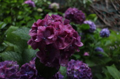 北鎌倉の紫陽花
