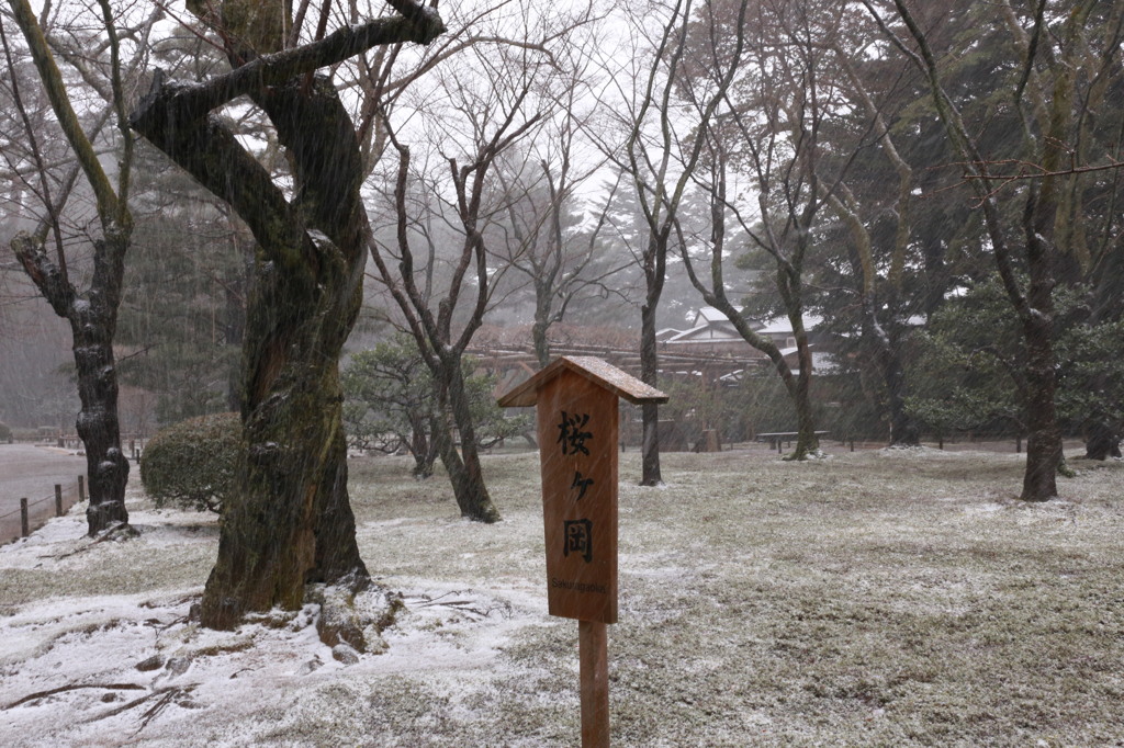 雪中の兼六園4