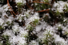 雪中の兼六園3