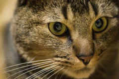 ISO8000手持ちで我が家の猫