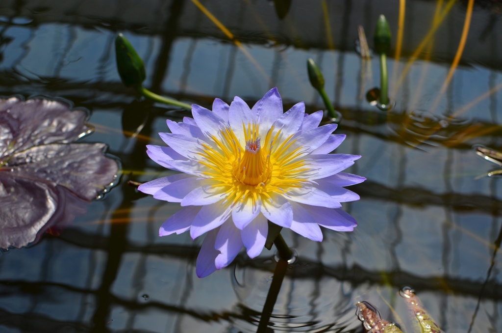 天国の花？