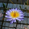 天国の花？