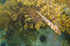 小魚