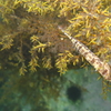 小魚