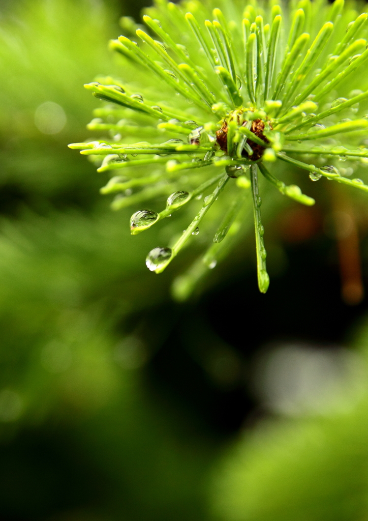 雨上がり