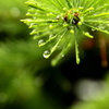 雨上がり