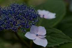 紫陽花　ー清少納言ー