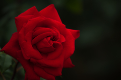 Red Rose