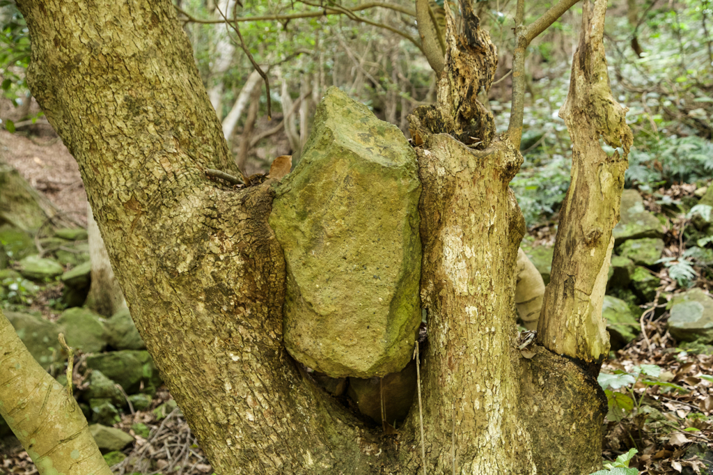 木と石のコラボレーション