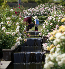 薔薇の香りに包まれて…