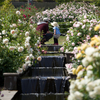 薔薇の香りに包まれて…