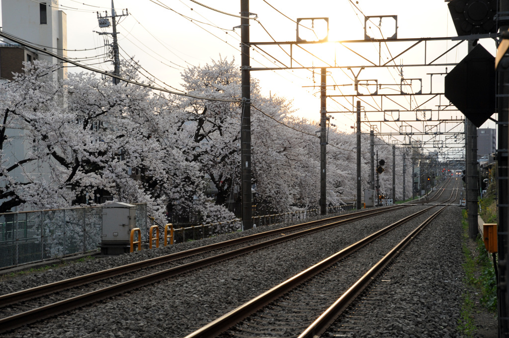 夕暮れの鉄道桜