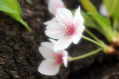今年、最後の桜