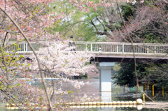 春の昼散歩