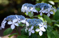 紫陽花