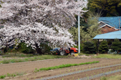 桜傘とトラクター