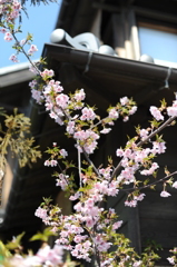 川越桜、その壱