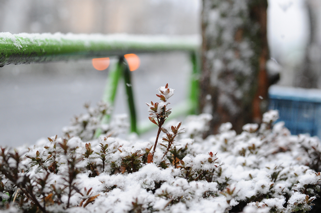 雪、来る