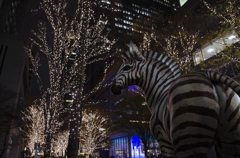 丸の内、夜のZEBRA