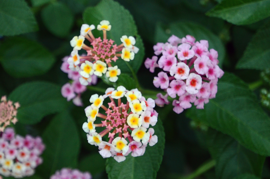 道ばたの花壇