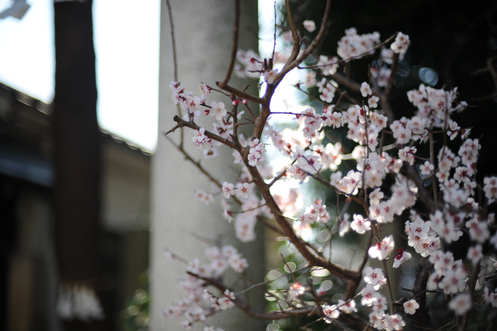 鳥居の横に・・