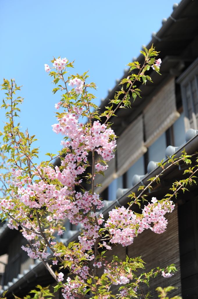 春、まじか　川越桜