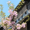 春、まじか　川越桜