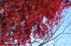 那須紅葉