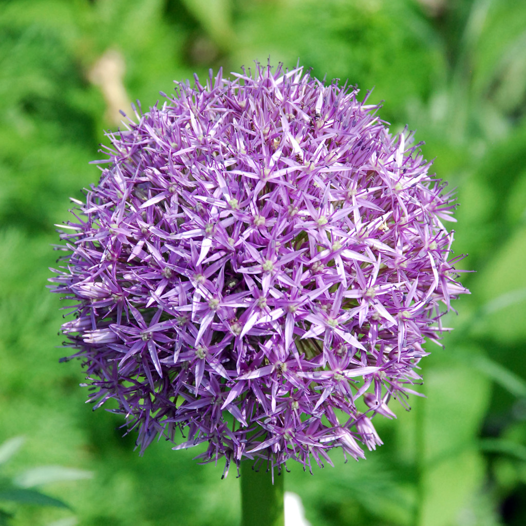 花団子