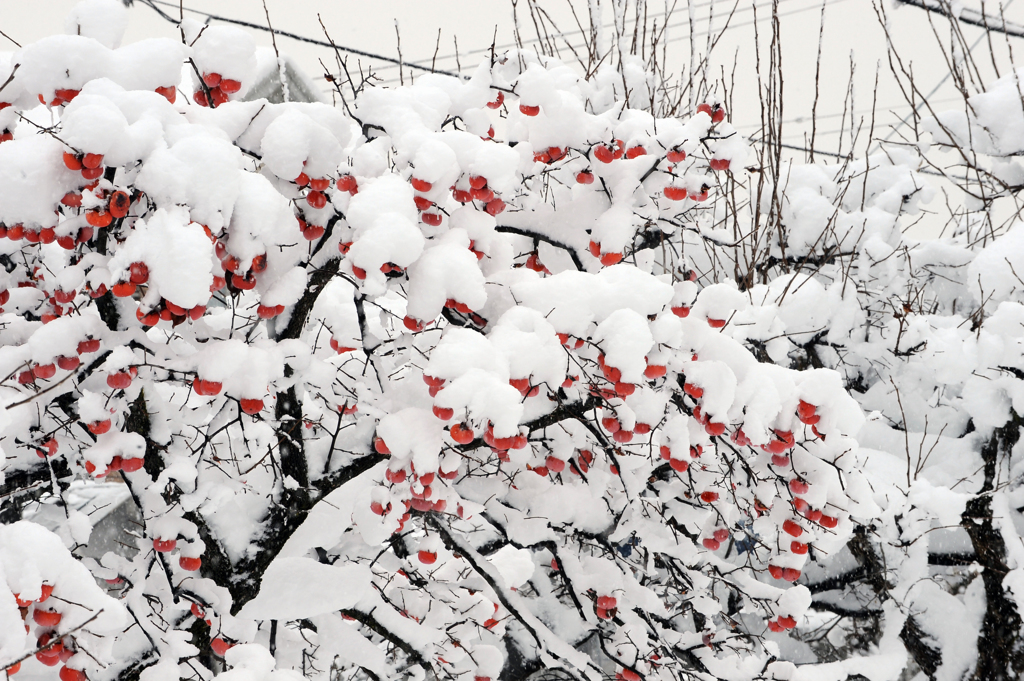 雪柿