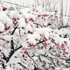 雪柿