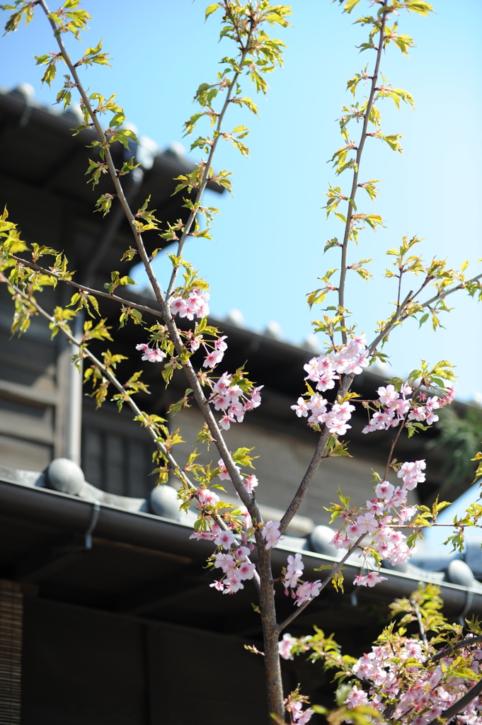 川越桜、三部咲き