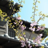 川越桜、三部咲き