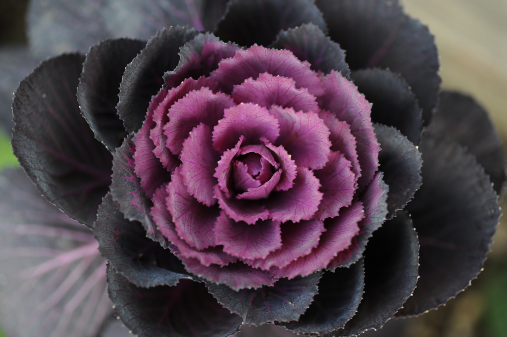 お伝花