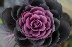 お伝花