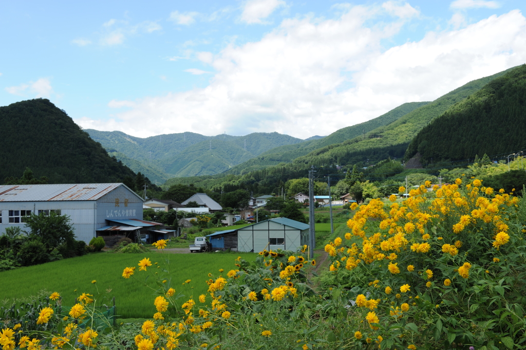 水上の田畑