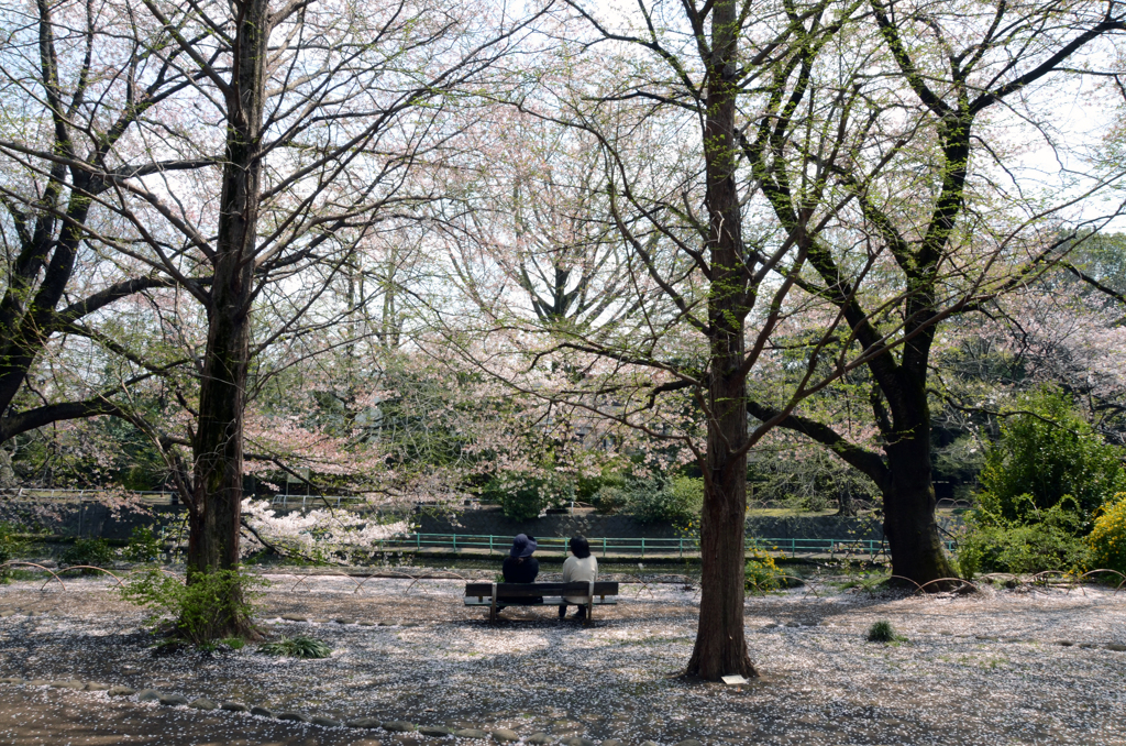 桜も終りね〜・・