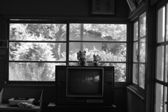 frequency 1535