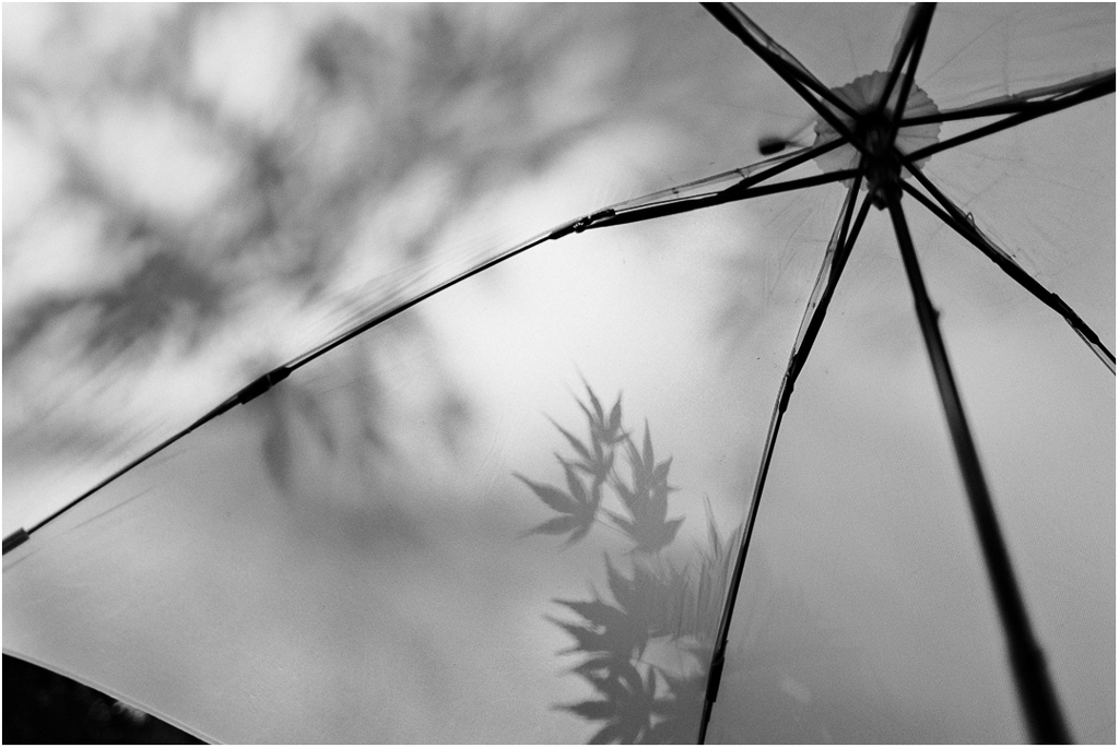 frequency 2535